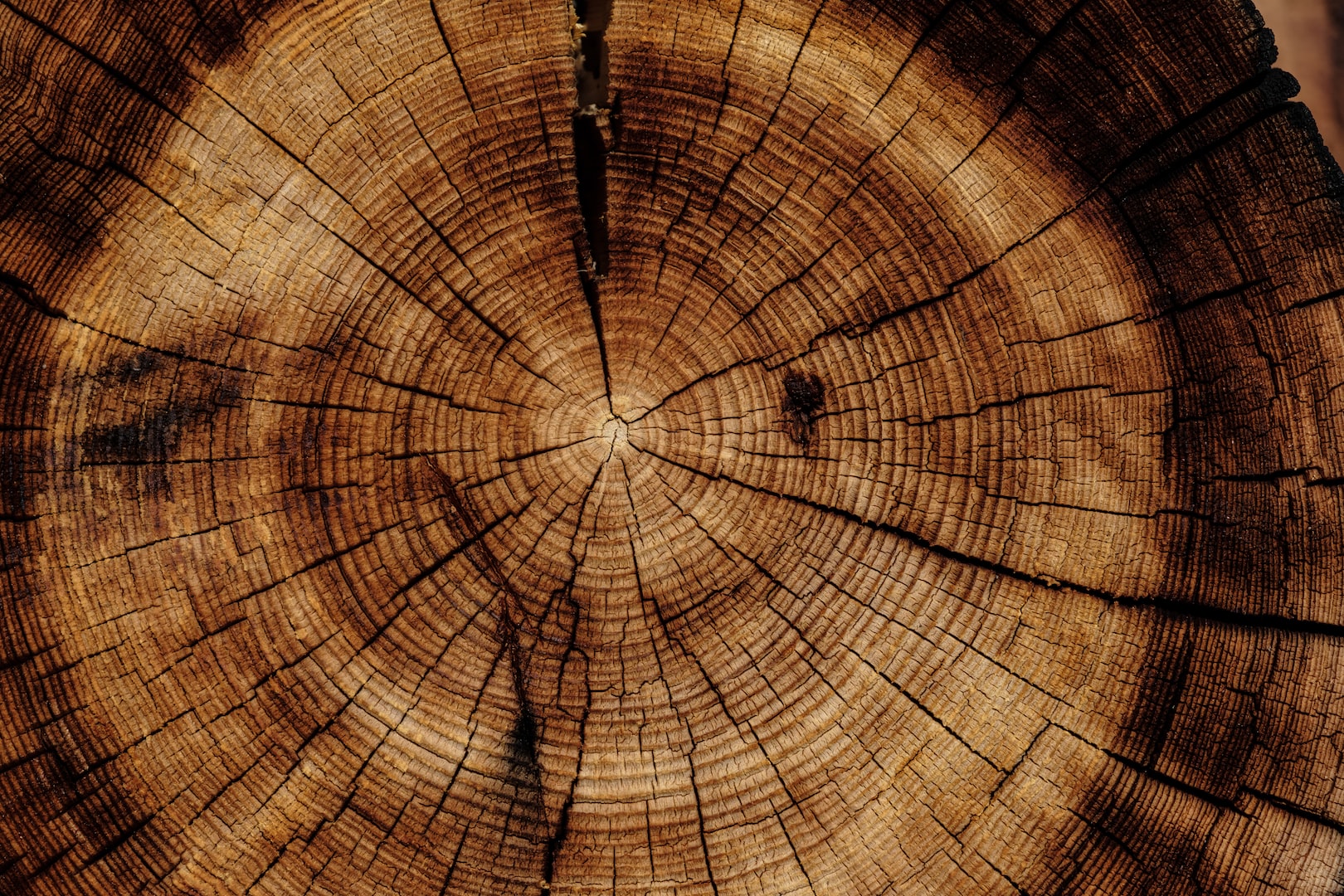 Comparing Walnut, Cherry, Oak, Yew, Iroko, Sapele, and Ash: Wood Types for Every Project
